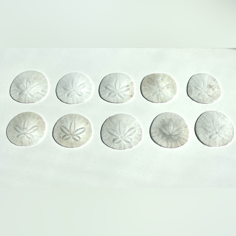 Set of 10 Natural Northern California Sand Dollar Shells - White